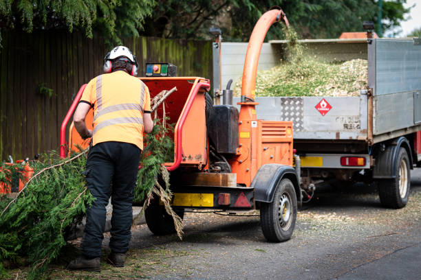 Best Tree Health Inspection  in Lake Elmo, MN